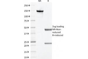 SDS-PAGE Analysis Purified Prohibitin Mouse Monoclonal Antibody (PHB/1881). (Prohibitin 抗体  (AA 167-261))