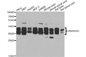 Western blot analysis of extracts of various cell lines, using HNRNPA1 antibody. (HNRNPA1 抗体)