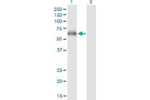 Western Blotting (WB) image for anti-Protein Kinase, AMP-Activated, alpha 2 Catalytic Subunit (PRKAA2) (AA 1-552) antibody (ABIN519166)