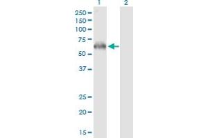 Western Blot analysis of PRKAA2 expression in transfected 293T cell line by PRKAA2 MaxPab polyclonal antibody.