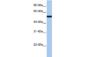 WB Suggested Anti-FLJ90709 Antibody Titration: 0. (FLJ90709 (Middle Region) 抗体)
