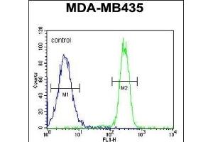 SGF29 Antibody (C-term) (ABIN651333 and ABIN2840193) flow cytometric analysis of MDA-M cells (right histogram) compared to a negative control cell (left histogram).