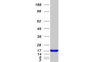 Western Blotting (WB) image for Charcot-Leyden Crystal Protein (CLC) protein (Myc-DYKDDDDK Tag) (ABIN2721602)