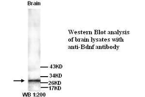 Image no. 1 for anti-Brain-Derived Neurotrophic Factor (BDNF) antibody (ABIN790885) (BDNF 抗体)
