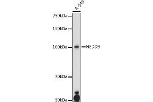 Western blot analysis of extracts of A-549 cells, using NEDD9 antibody (ABIN3023330, ABIN3023331, ABIN3023332 and ABIN6219606) at 1:1000 dilution. (NEDD9 抗体  (AA 60-174))