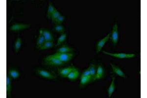 Immunofluorescence (IF) image for anti-Prostaglandin D2 Synthase (PTGDS) (AA 23-190) antibody (ABIN7164874)