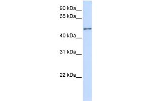 WB Suggested Anti-ZNF561 Antibody Titration:  0. (ZNF561 抗体  (C-Term))