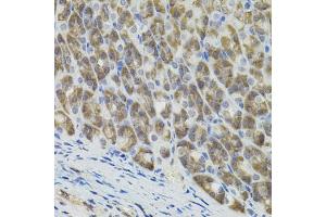 Immunohistochemistry of paraffin-embedded mouse stomach using MARVELD2 antibody. (Tricellulin 抗体)