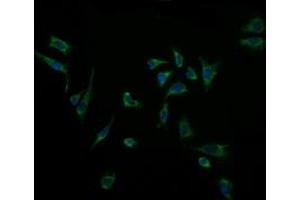 Immunofluorescence (IF) image for anti-Acetyl-CoA Acyltransferase 2 (ACAA2) antibody (ABIN2715629) (ACAA2 抗体)