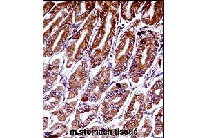 Mouse Map3k7 Antibody (N-term) ((ABIN657840 and ABIN2846802))immunohistochemistry analysis in formalin fixed and paraffin embedded mouse stomach tissue followed by peroxidase conjugation of the secondary antibody and DAB staining. (MAP3K7 抗体  (N-Term))