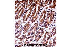 Mouse Map3k7 Antibody (N-term) ((ABIN657840 and ABIN2846802))immunohistochemistry analysis in formalin fixed and paraffin embedded mouse stomach tissue followed by peroxidase conjugation of the secondary antibody and DAB staining.