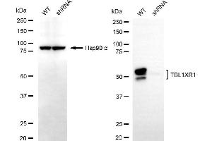 Western blotting analysis using TBL1XR1 antibody (ABIN7800597). (TBL1XR1 抗体)