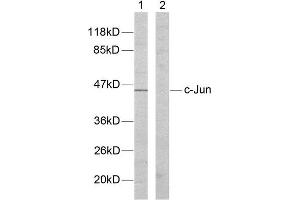 Western Blotting (WB) image for anti-Jun Proto-Oncogene (JUN) (Tyr170) antibody (ABIN1848122) (C-JUN 抗体  (Tyr170))