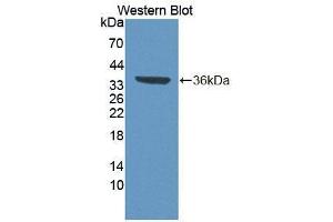 Western blot analysis of the recombinant protein. (TCEA3 抗体  (AA 59-348))
