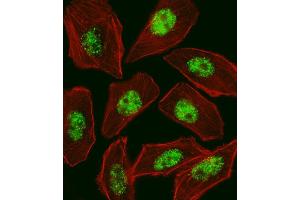Fluorescent image of  cell stained with RFX1 Antibody (C-term) (ABIN1537643 and ABIN2848461). (RFX1 抗体  (C-Term))
