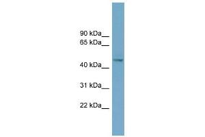 EFEMP2 antibody used at 1 ug/ml to detect target protein. (FBLN4 抗体  (Middle Region))