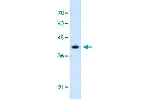 Western Blot analysis of HepG2 cell lysate with GOT2 polyclonal antibody  at 1. (GOT2 抗体  (C-Term))