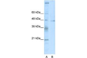 WB Suggested Anti-TSG101 Antibody Titration:  2.