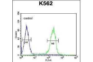 R Antibody (Center) (ABIN654772 and ABIN2844451) flow cytometric analysis of K562 cells (right histogram) compared to a negative control cell (left histogram). (RNF185 抗体  (AA 88-117))
