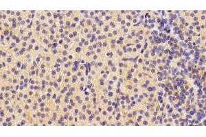 Detection of NRN1 in Porcine Adrenal gland Tissue using Polyclonal Antibody to Neuritin 1 (NRN1) (NRN1 抗体  (AA 28-142))