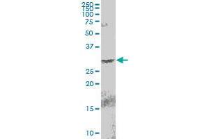 EGLN3 MaxPab polyclonal antibody. (EGLN3 抗体  (AA 1-239))