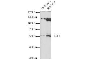 Western blot analysis of extracts of various cell lines, using EBF3 antibody (ABIN7266886) at 1:1000 dilution. (EBF3 抗体  (AA 400-500))