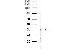 Western blot analysis of lysates from RAW264.