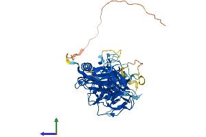 Protein Structure (PS) image for Pellino E3 Ubiquitin Protein Ligase Family Member 3 (PELI3) (AA 1-445) protein (His tag) (ABIN7559005)