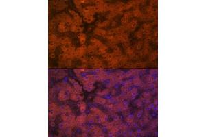 Immunofluorescence analysis of human liver using PON1 Rabbit mAb (ABIN7269172) at dilution of 1:100 (40x lens). (PON1 抗体)
