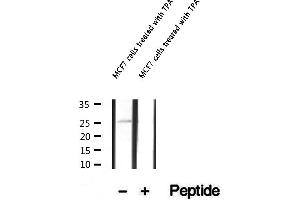 Western blot analysis of extracts of MCF7 cells treated with TPA, using Phospho-Bim (Ser77) Antibody .