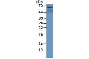 Western Blotting (WB) image for Glucosidase, Alpha, Acid (GAA) ELISA Kit (ABIN6574146)