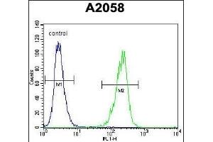TI Antibody (C-term) (ABIN655149 and ABIN2844770) flow cytometric analysis of  cells (right histogram) compared to a negative control cell (left histogram). (TIMP1 抗体  (C-Term))