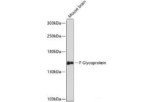 Western blot analysis of extracts of Mouse brain using P Glycoprotein Polyclonal Antibody at dilution of 1:3000. (P-Glycoprotein 抗体)
