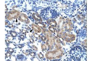 Image no. 1 for anti-Family with Sequence Similarity 164, Member A (FAM164A) (AA 230-279) antibody (ABIN202247) (FAM164A 抗体  (AA 230-279))