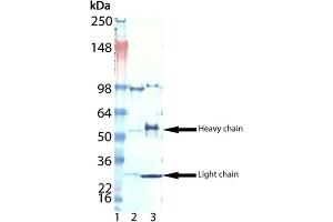 Western blot analysis of Digoxigenin, pAb : Lane 1: MW marker, Lane 2: LTC4, mAb (Digoxingenin conjugate), Lane 3: IL-8, mAb (Digoxigenin conjugate). (Digoxigenin, Digoxin 抗体)