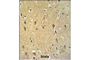 GPR17 Antibody (Center) (ABIN653809 and ABIN2843084) IHC analysis in formalin fixed and paraffin embedded brain tissue followed by peroxidase conjugation of the secondary antibody and DAB staining. (GPR17 抗体  (AA 230-258))