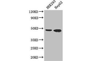 Western Blot Positive WB detected in: HEK293 whole cell lysate, HepG2 whole cell lysate All lanes: EBI3 antibody at 3 μg/mL Secondary Goat polyclonal to rabbit IgG at 1/50000 dilution Predicted band size: 26 kDa Observed band size: 48 kDa (EBI3 抗体  (AA 21-227))