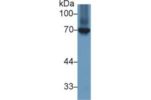 Western Blot; Sample: Gallus Kidney lysate; Primary Ab: 1µg/ml Rabbit Anti-Gallus HSPA8 Antibody Second Ab: 0.