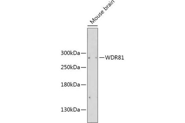 WDR81 抗体  (AA 360-600)