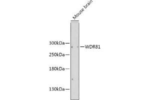 Western blot analysis of extracts of Mouse brain, using WDR81 antibody (ABIN6133378, ABIN6150207, ABIN6150208 and ABIN6216529) at 1:2000 dilution. (WDR81 抗体  (AA 360-600))