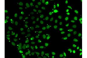 Immunofluorescence analysis of A549 cells using SUB1 antibody (ABIN5974252). (SUB1 抗体)