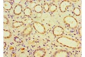 Immunohistochemistry of paraffin-embedded human kidney tissue using ABIN7147518 at dilution of 1:100 (CHMP1B 抗体  (AA 1-199))