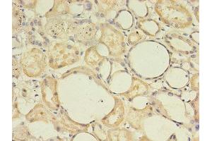 Immunohistochemistry of paraffin-embedded human kidney tissue using ABIN7166485 at dilution of 1:100 (MAS1 抗体  (AA 285-325))