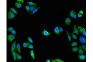 Immunofluorescence (IF) image for anti-GULP, Engulfment Adaptor PTB Domain Containing 1 (GULP1) (AA 199-279) antibody (ABIN7166606)