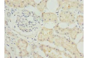 Immunohistochemistry of paraffin-embedded human kidney tissue using ABIN7145347 at dilution of 1:100 (BEND7 抗体  (AA 1-374))