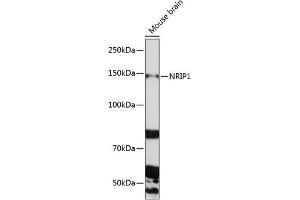 Western blot analysis of extracts of Mouse brain, using NRIP1 Polyclonal Antibody (ABIN6129065, ABIN6144857, ABIN6144858 and ABIN6225291) at 1:1000 dilution. (NRIP1 抗体  (AA 939-1158))