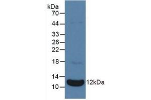 Detection of Recombinant NPPA, Bovine using Polyclonal Antibody to Natriuretic Peptide Precursor A (NPPA) (NPPA 抗体  (AA 25-152))