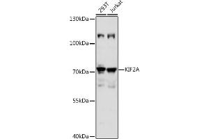 Western blot analysis of extracts of various cell lines, using KIF2A antibody (ABIN7268138) at 1:1000 dilution. (KIF2A 抗体  (AA 30-220))
