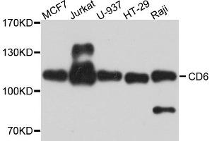 Western blot analysis of extracts of various cell lines, using CD6 antibody (ABIN5974488) at 1/1000 dilution. (CD6 抗体)