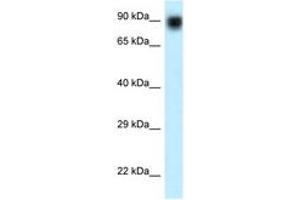 Image no. 1 for anti-Nuclear VCP-Like (NVL) (AA 84-133) antibody (ABIN6747625) (NVL 抗体  (AA 84-133))